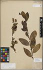 Foto von Salix myrsinifolia Salisb.